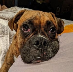 Meet your Posher, Donna